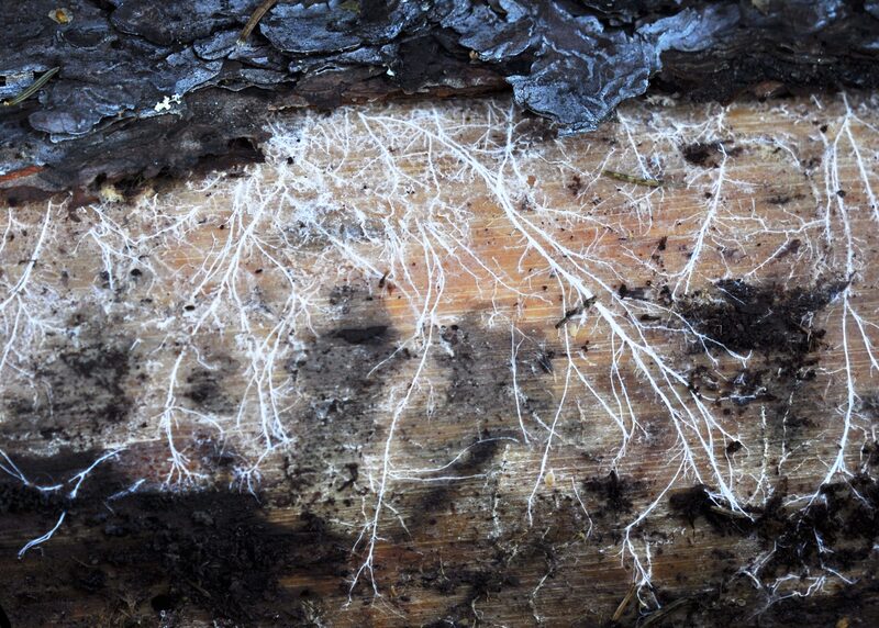 Mycelium experiments